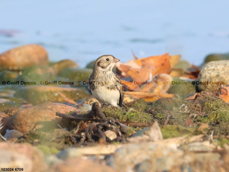 LALO-AT_Lapland-Longspur