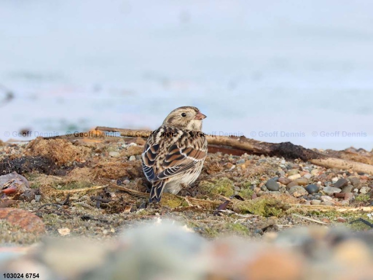 LALO-AU_Lapland-Longspur