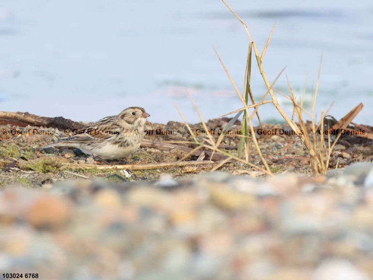 LALO-AV_Lapland-Longspur