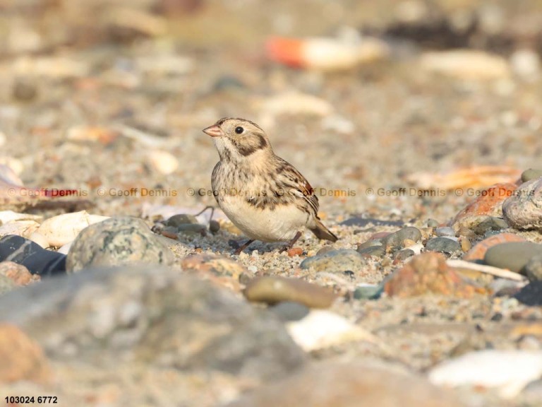 LALO-AW_Lapland-Longspur