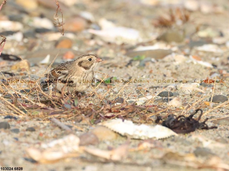 LALO-AX_Lapland-Longspur