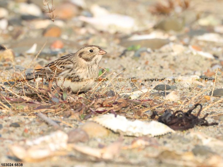 LALO-AY_Lapland-Longspur