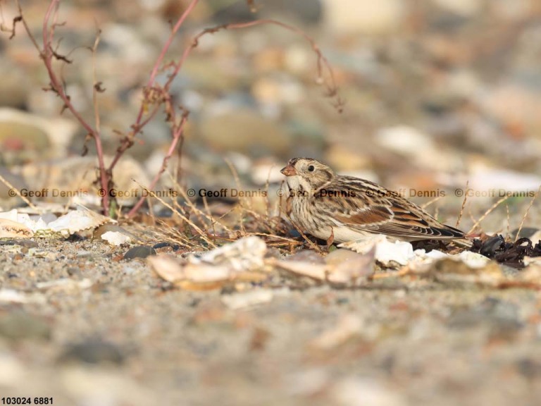 LALO-AZ_Lapland-Longspur