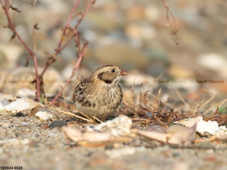 LALO-BA_Lapland-Longspur