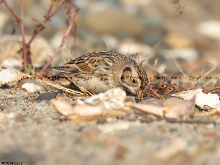 LALO-BB_Lapland-Longspur