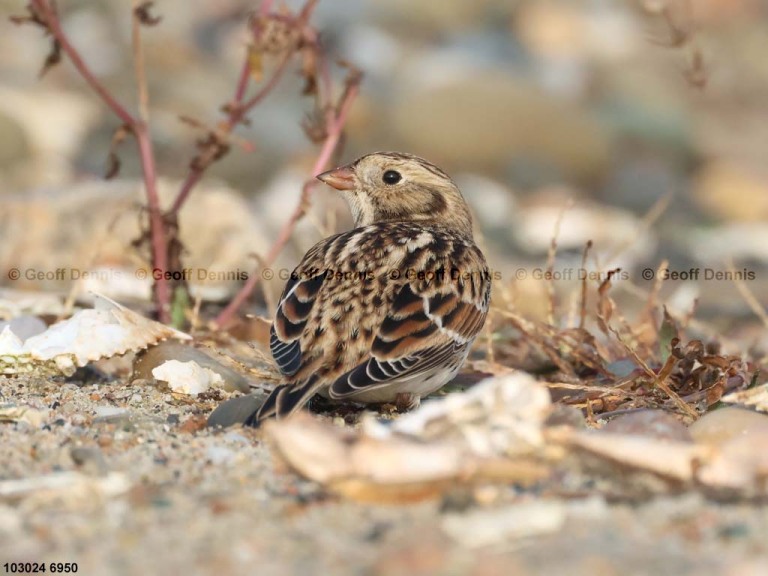 LALO-BC_Lapland-Longspur