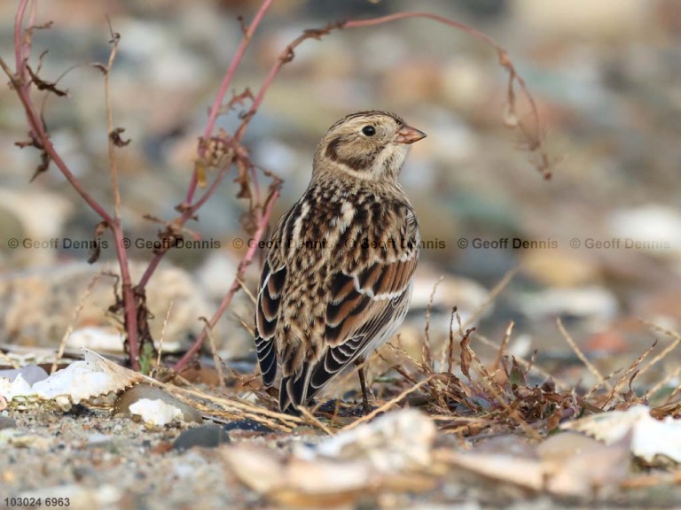 LALO-BD_Lapland-Longspur