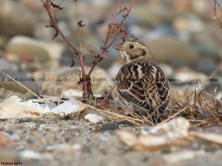 LALO-BE_Lapland-Longspur