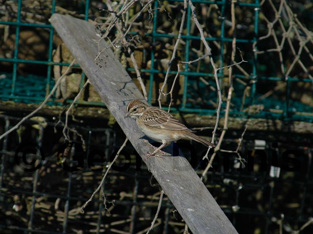LASP-AA_Lark-Sparrow