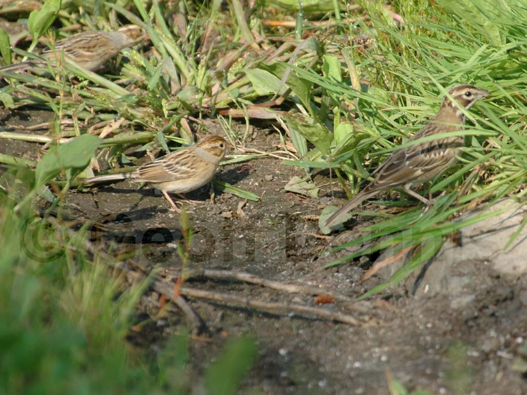 LASP-AB_Lark-Sparrow