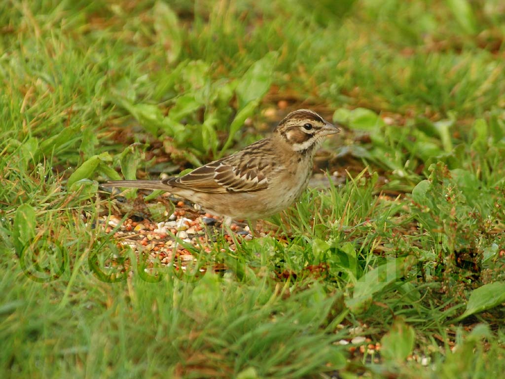 LASP-AC_Lark-Sparrow