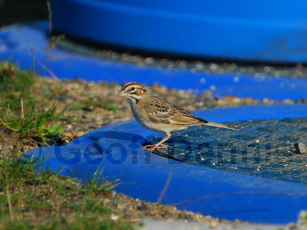 LASP-AD_Lark-Sparrow