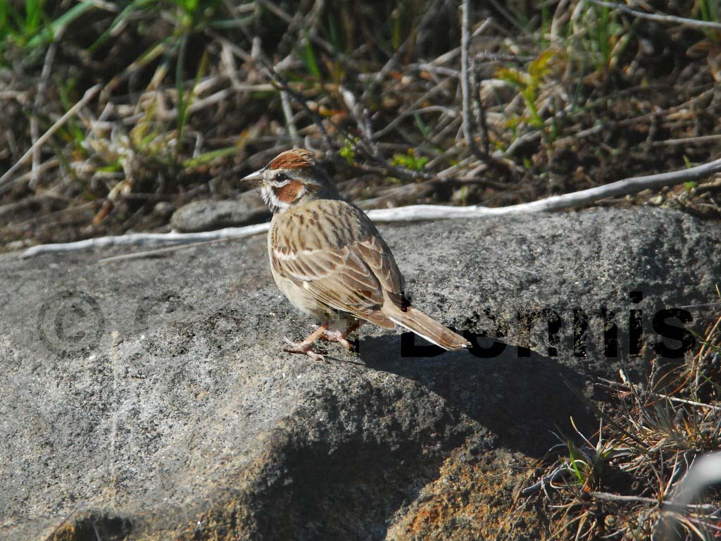 LASP-AE_Lark-Sparrow