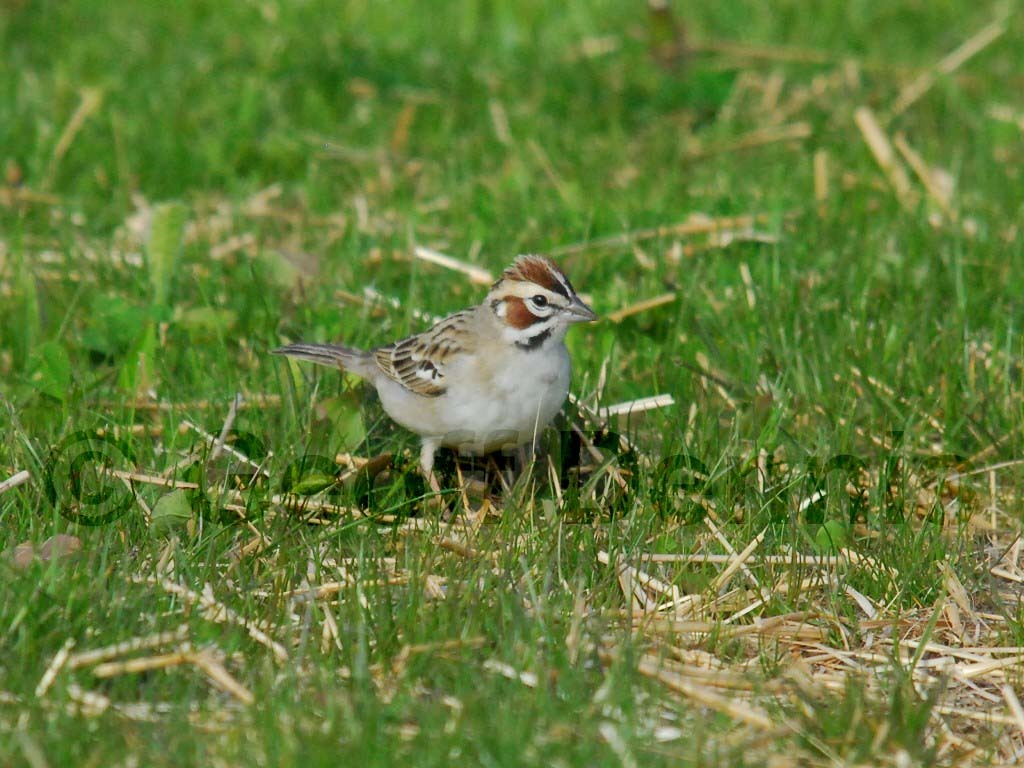 LASP-AF_Lark-Sparrow