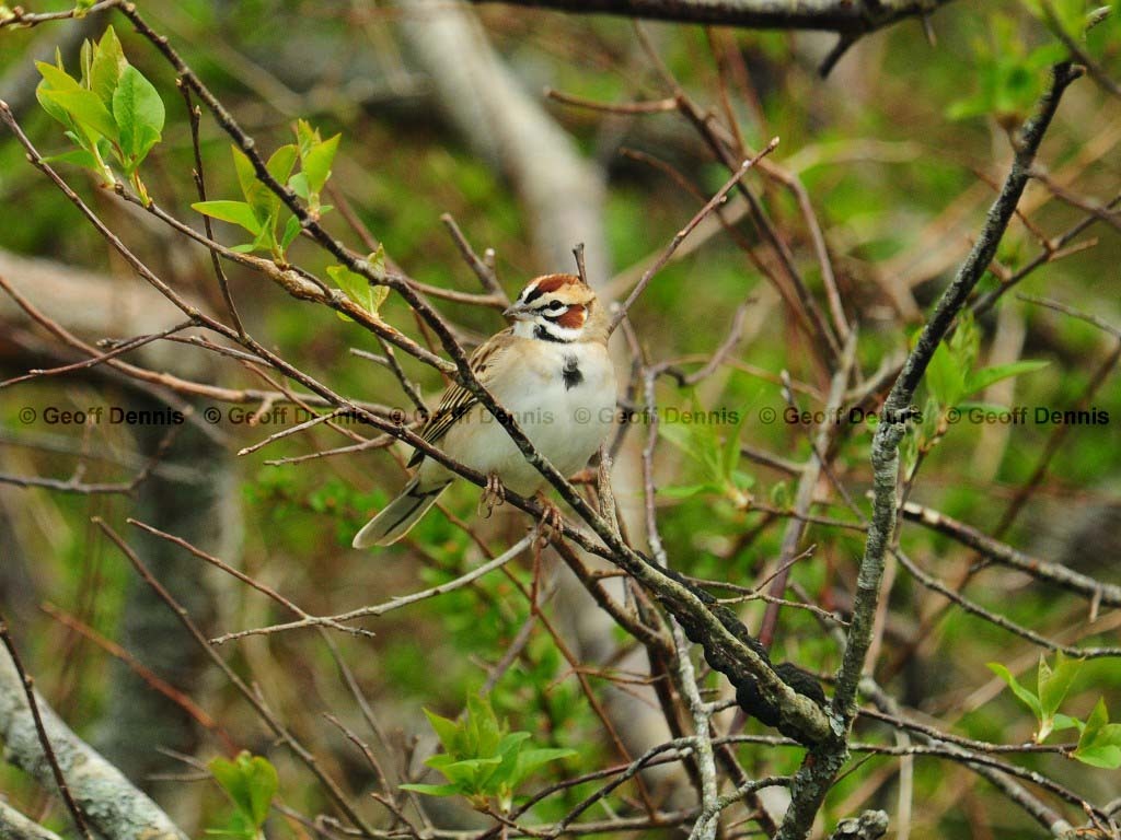 LASP-AG_Lark-Sparrow