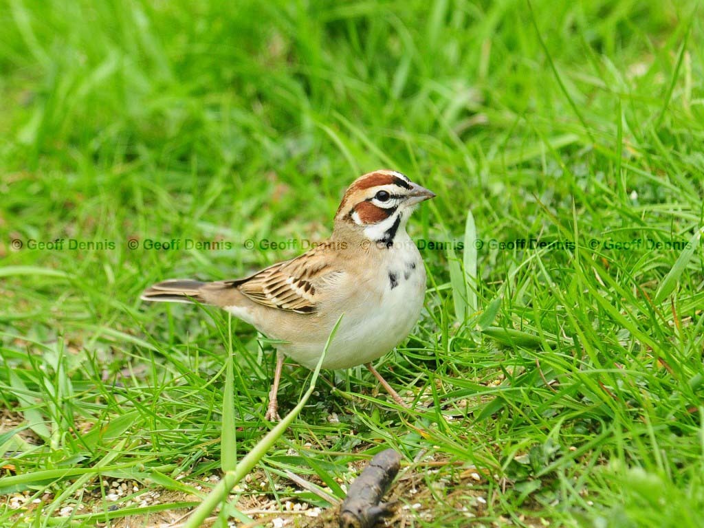 LASP-AH_Lark-Sparrow
