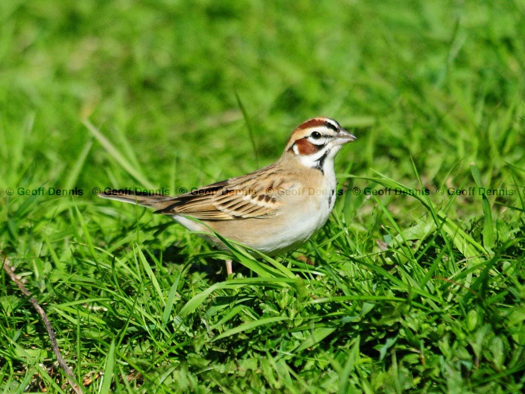 LASP-AI_Lark-Sparrow