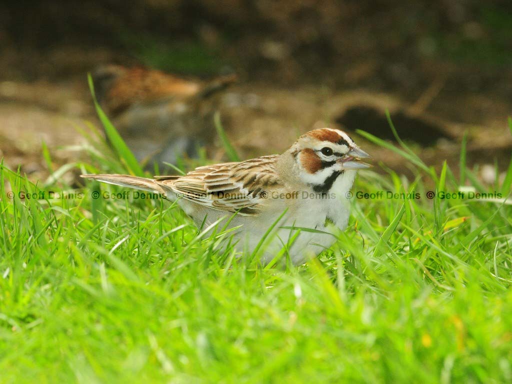 LASP-AJ_Lark-Sparrow
