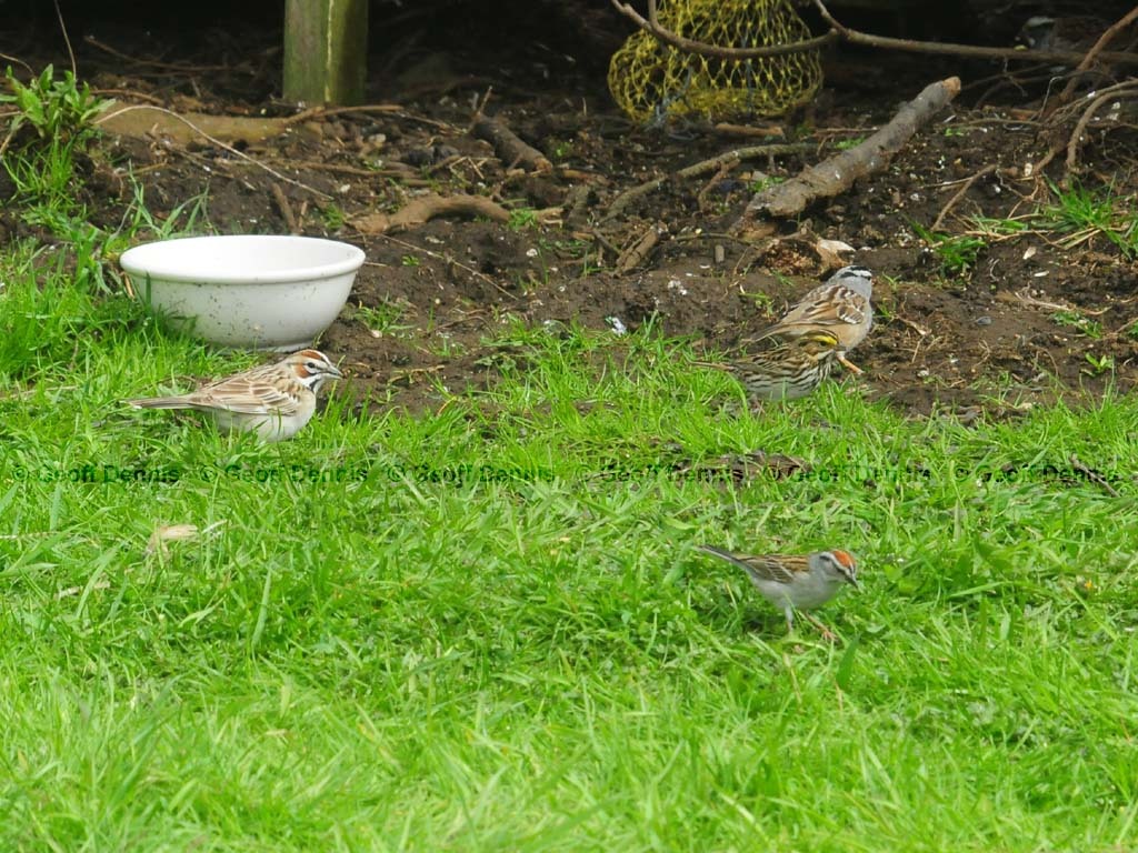 LASP-AK_Lark-Sparrow