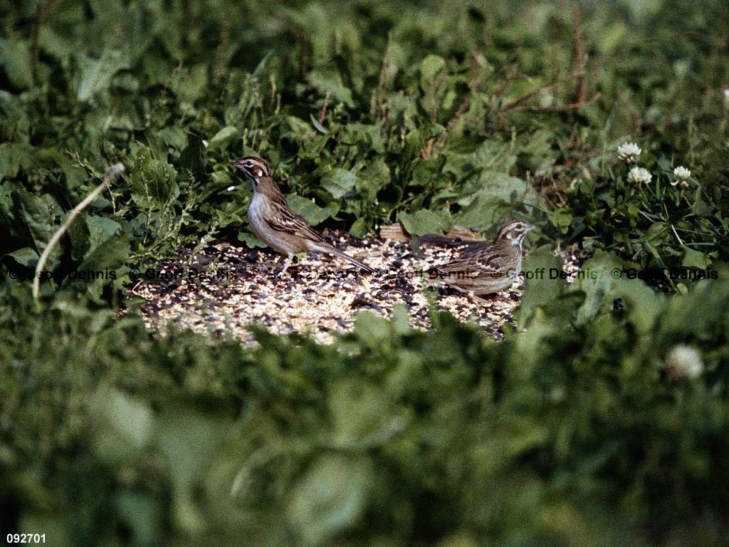 LASP-AL_Lark-Sparrow