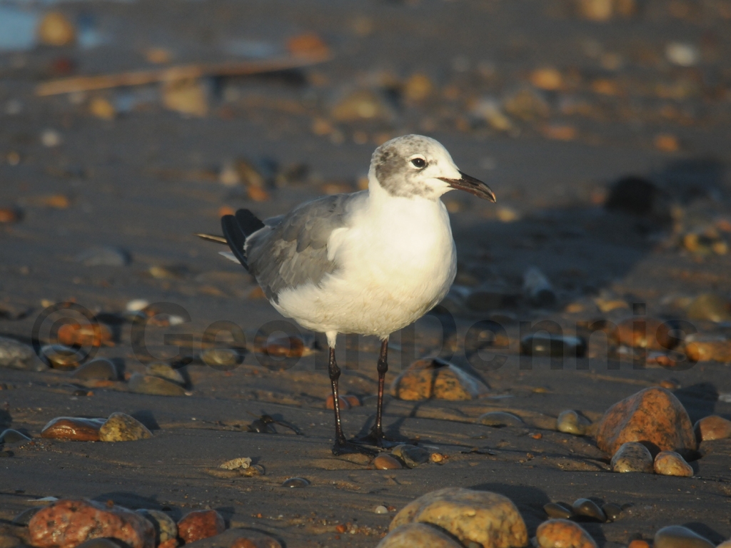LAGU-AA_Laughing-Gull
