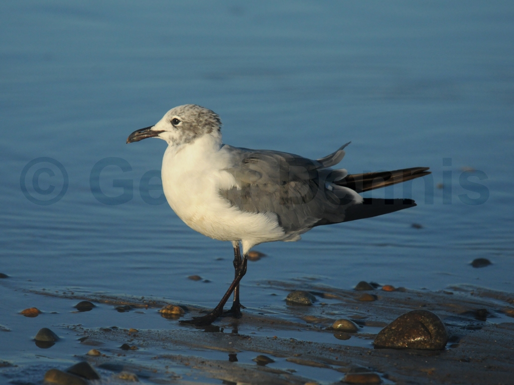 LAGU-AB_Laughing-Gull