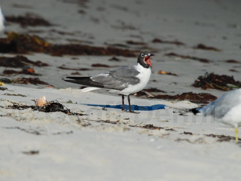 LAGU-AC_Laughing-Gull