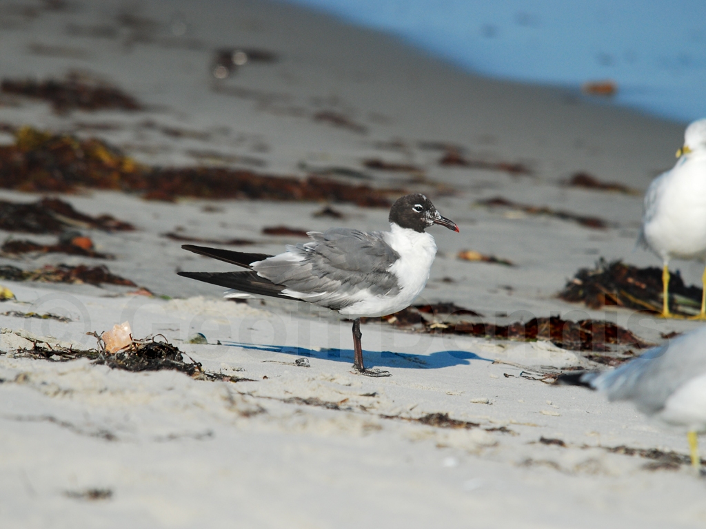 LAGU-AD_Laughing-Gull