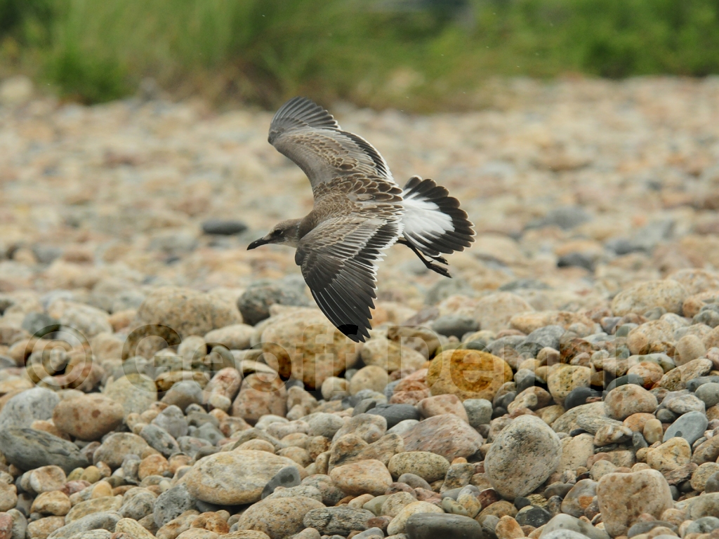 LAGU-AE_Laughing-Gull