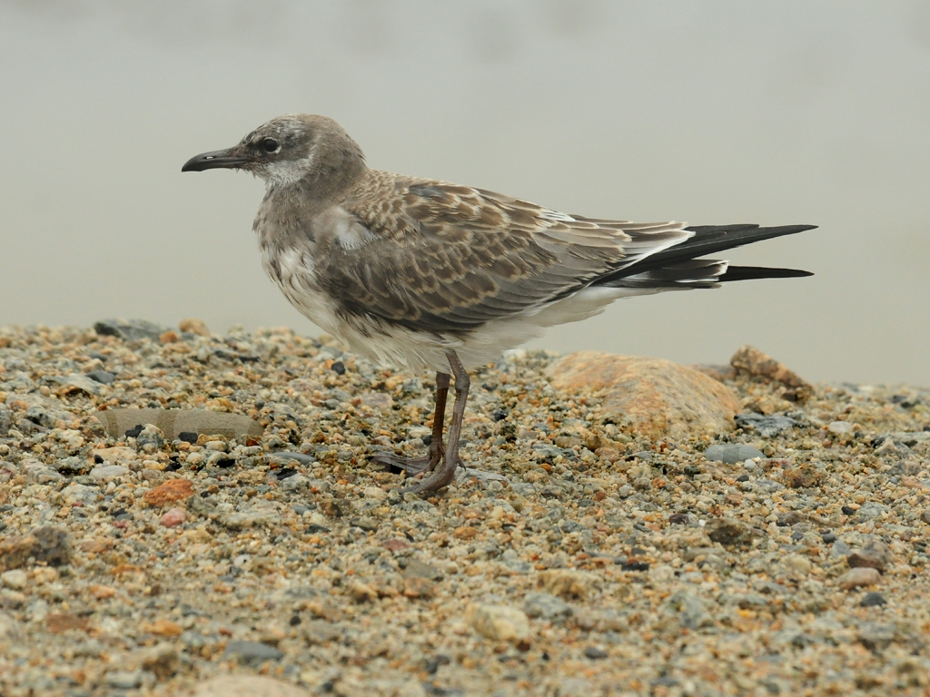 LAGU-AF_Laughing-Gull