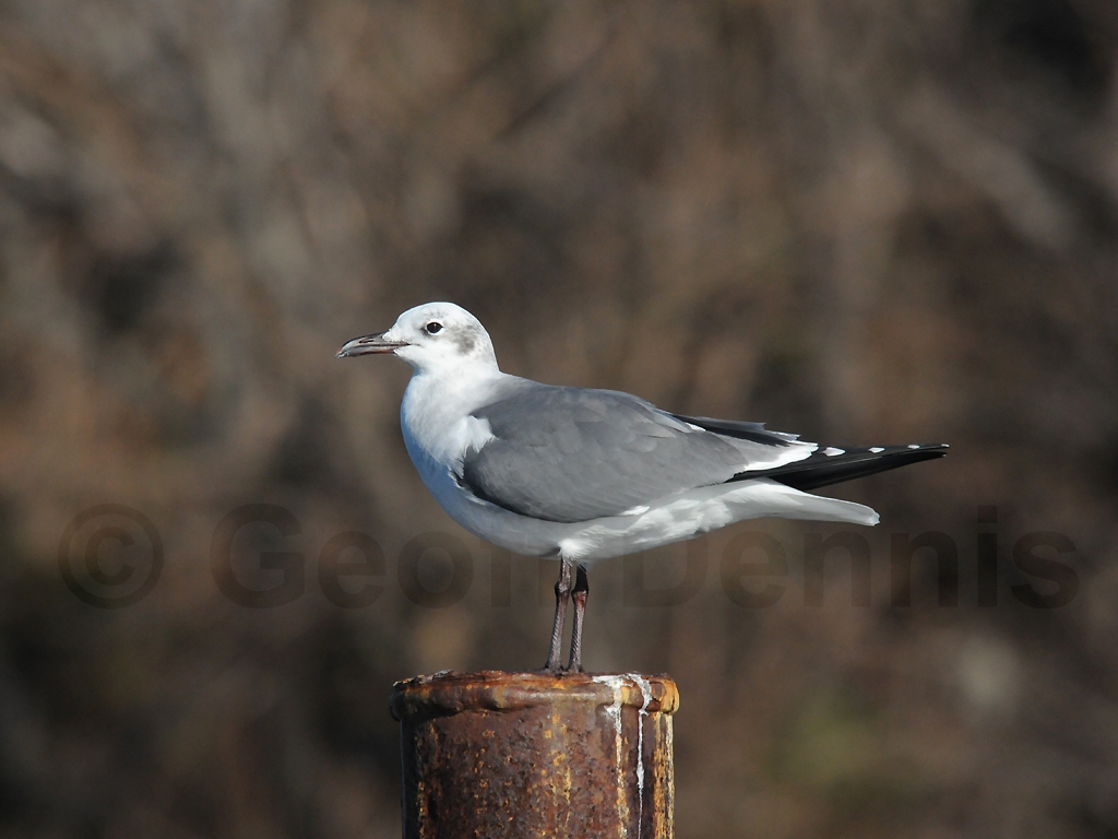 LAGU-AG_Laughing-Gull