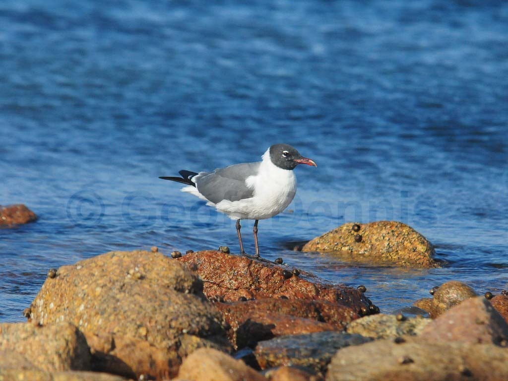 LAGU-AH_Laughing-Gull