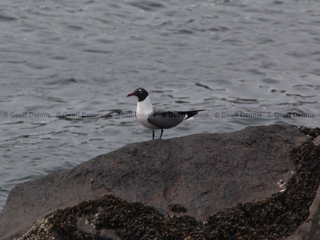 LAGU-AI_Laughing-Gull