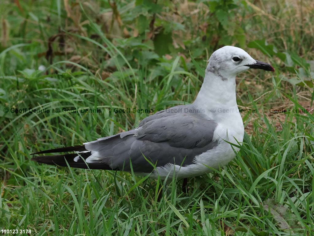 LAGU-AJ_Laughing-Gull