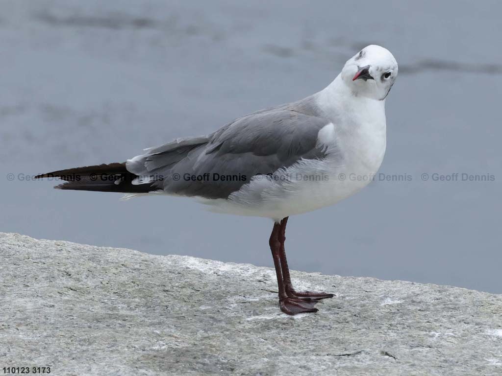 LAGU-AK_Laughing-Gull
