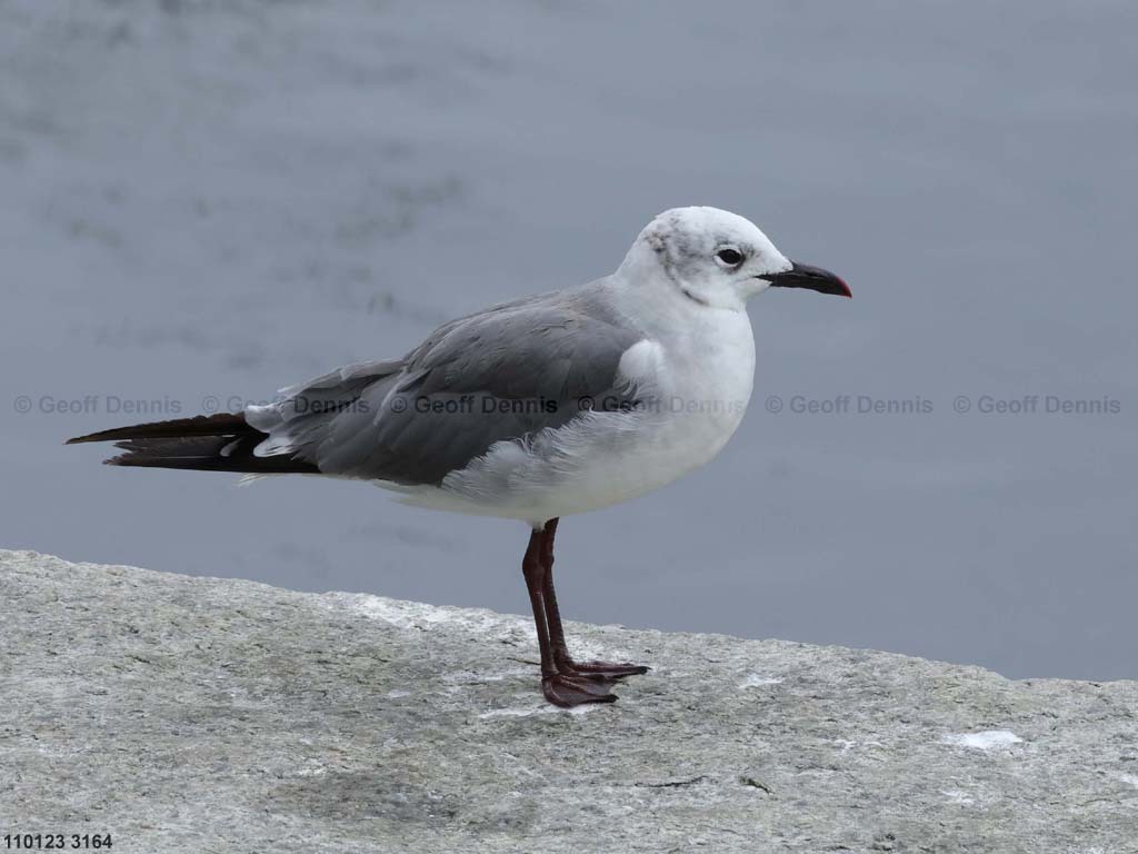 LAGU-AL_Laughing-Gull