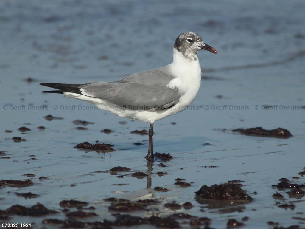 LAGU-AM_Laughing-Gull