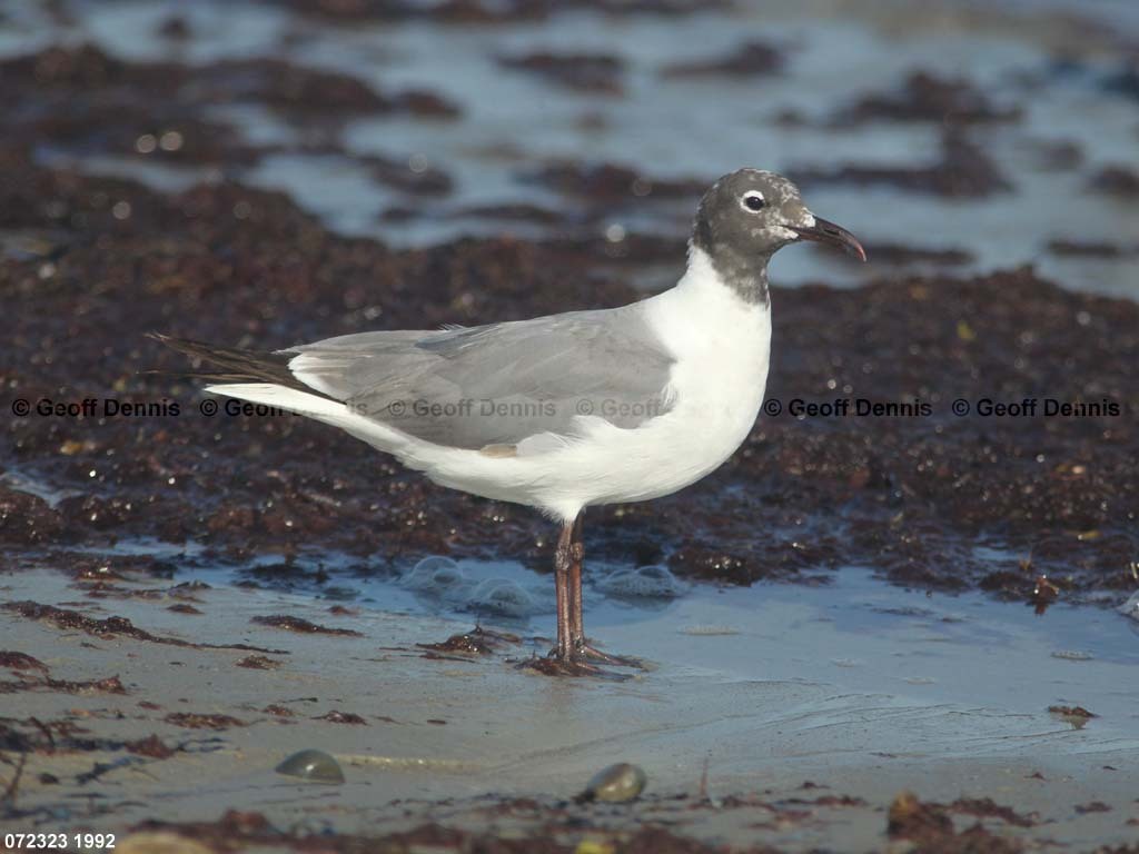 LAGU-AN_Laughing-Gull