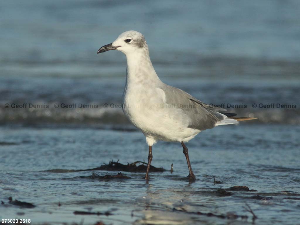 LAGU-AO_Laughing-Gull
