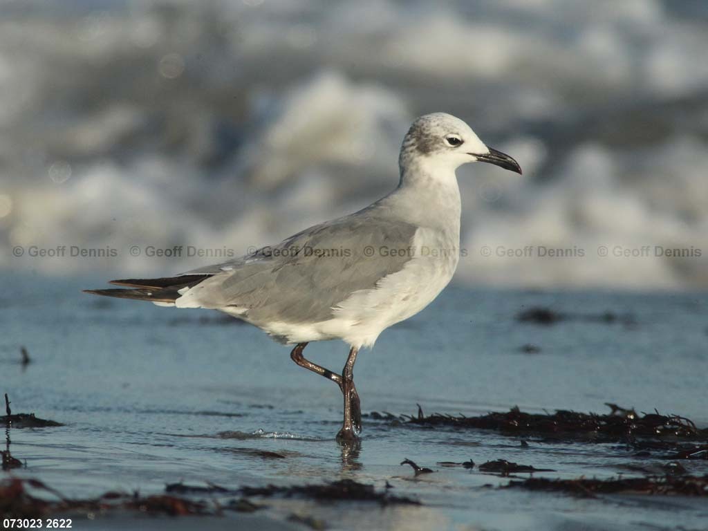 LAGU-AP_Laughing-Gull