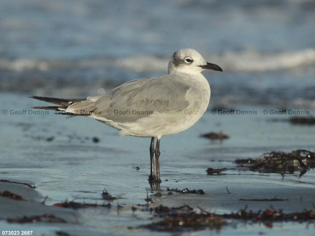 LAGU-AQ_Laughing-Gull