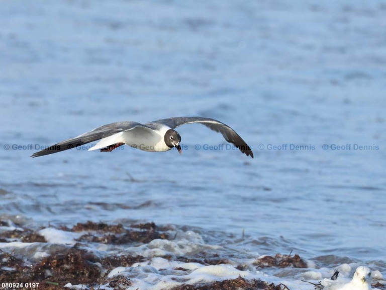 LAGU-AR_Laughing-Gull