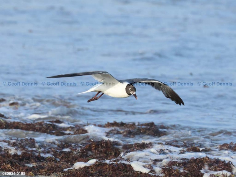 LAGU-AS_Laughing-Gull