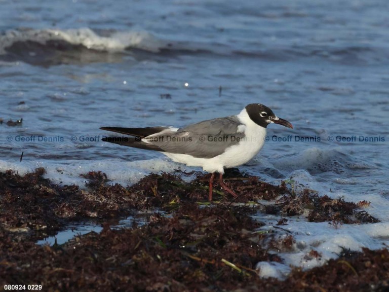 LAGU-AT_Laughing-Gull