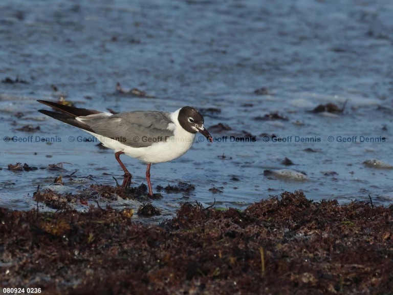 LAGU-AU_Laughing-Gull