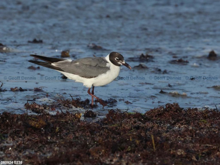 LAGU-AV_Laughing-Gull