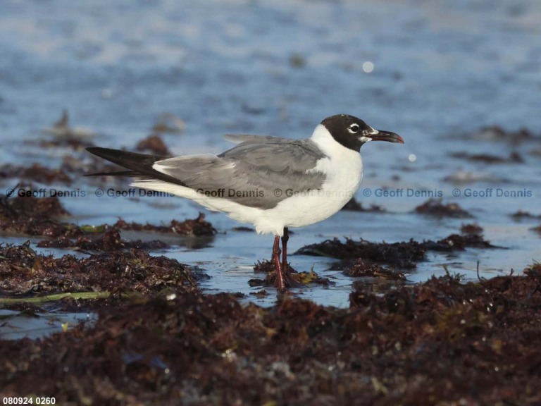 LAGU-AW_Laughing-Gull