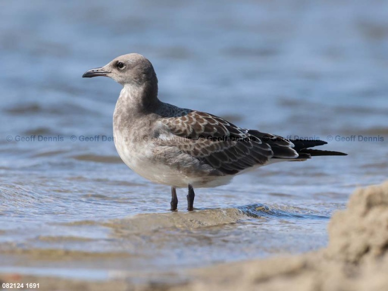 LAGU-AX_Laughing-Gull