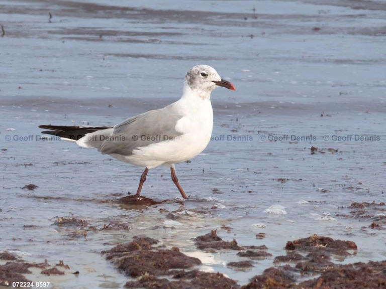 LAGU-AY_Laughing-Gull