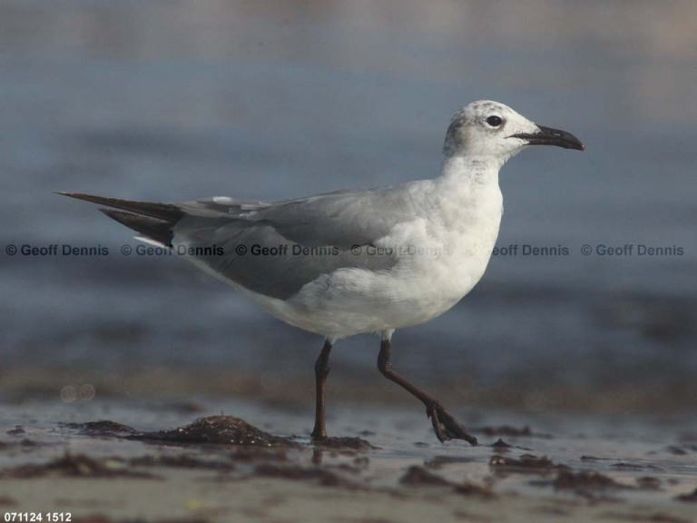 LAGU-AZ_Laughing-Gull